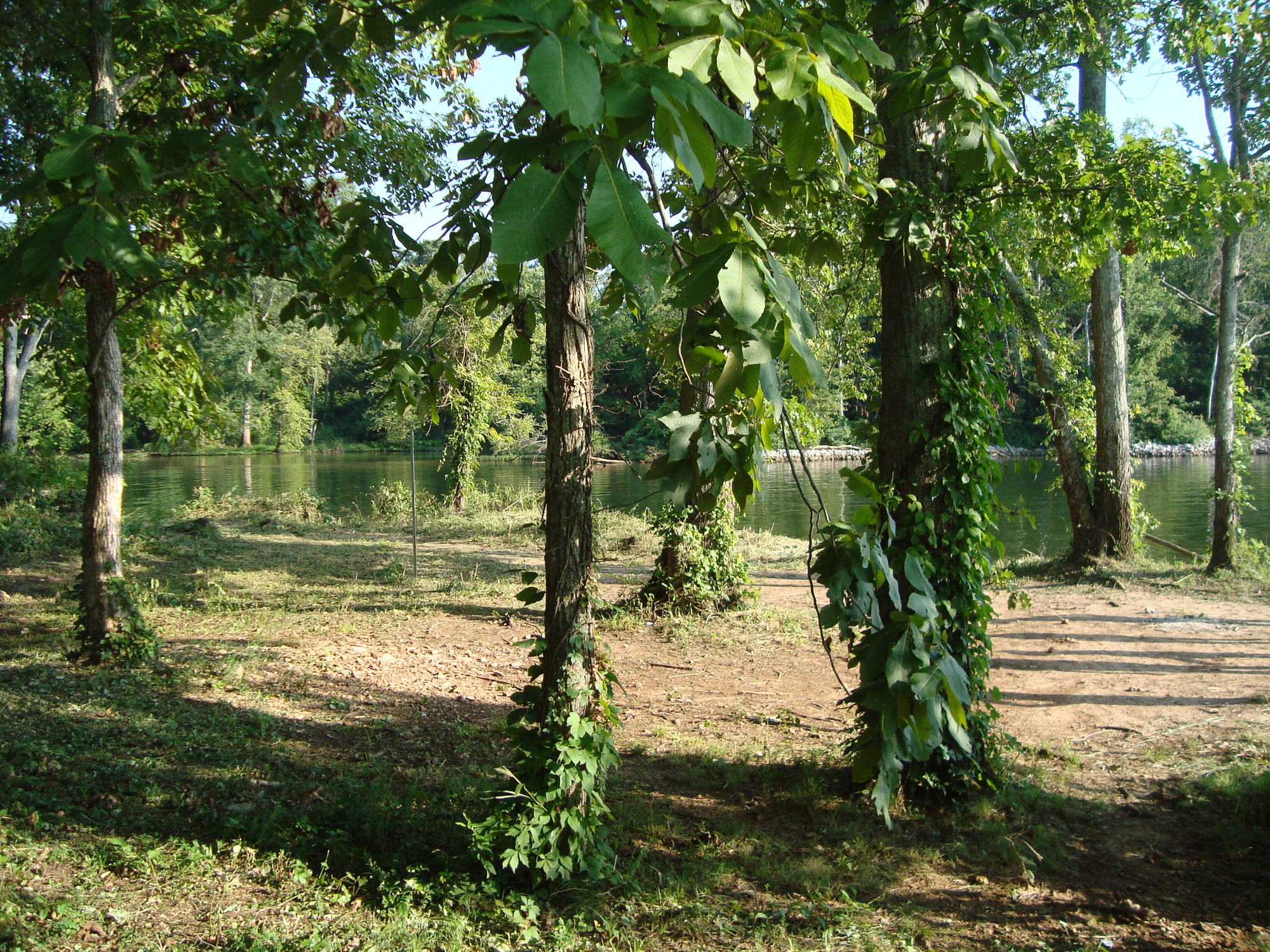 A group of trees near a body of water.