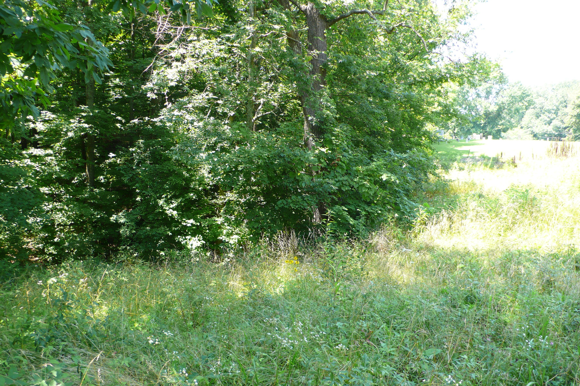 A lot of grass and trees in the middle of a field.