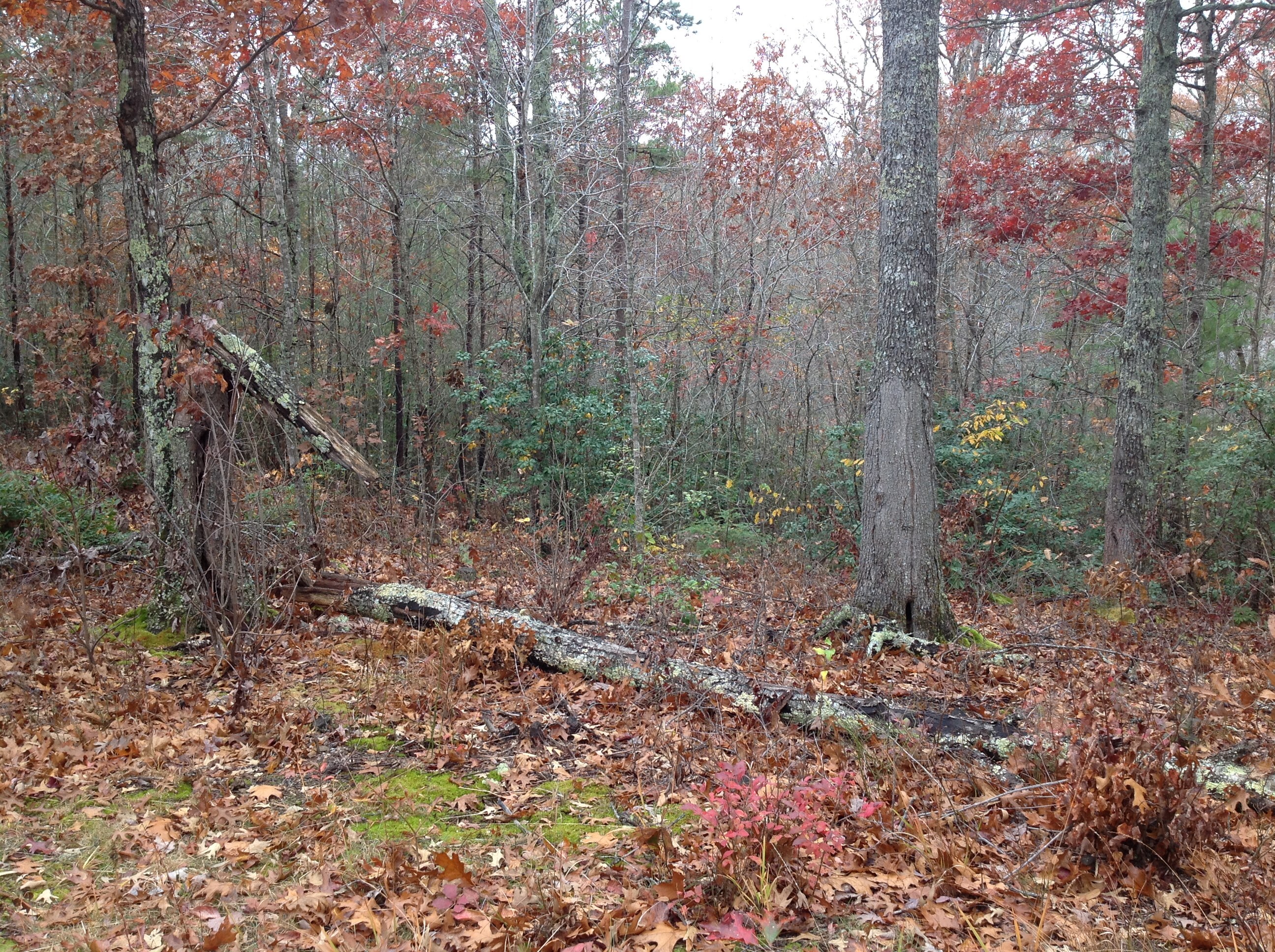 A fallen tree in a wooded area.