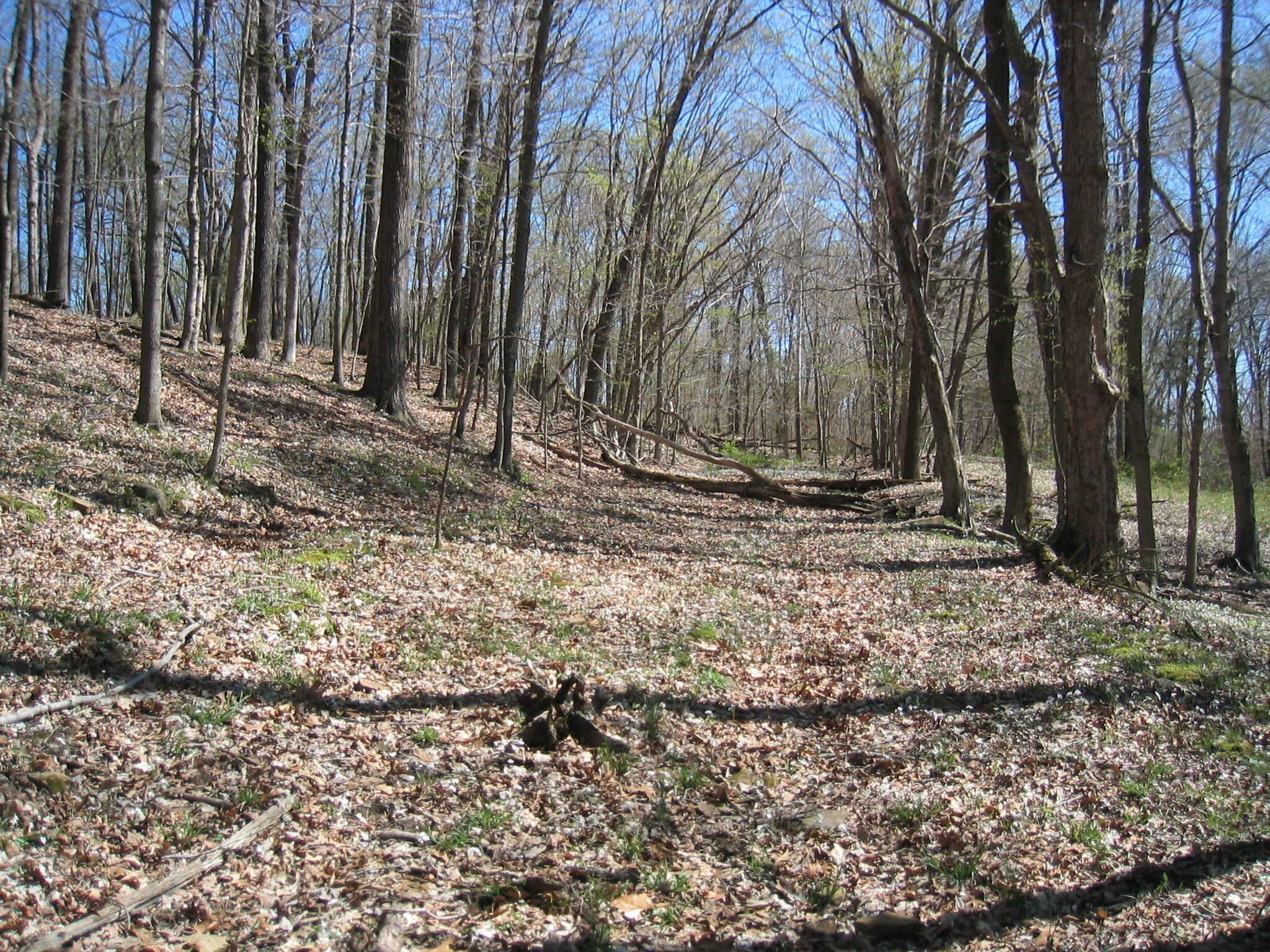 A trail in a wooded area with a lot of trees.