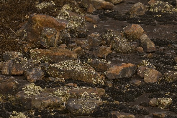 A rock covered in moss and lichen.