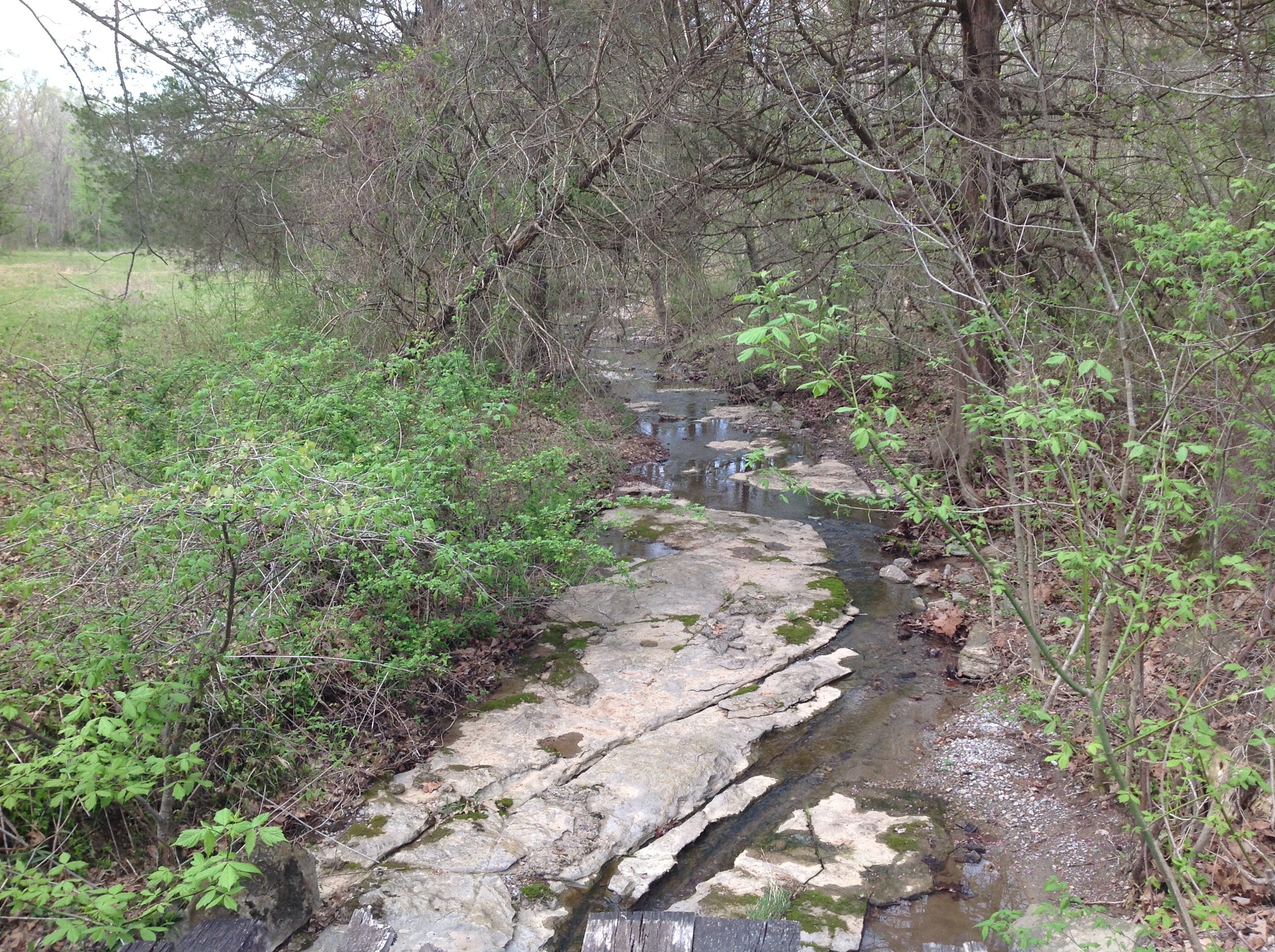 A stream running through a wooded area.