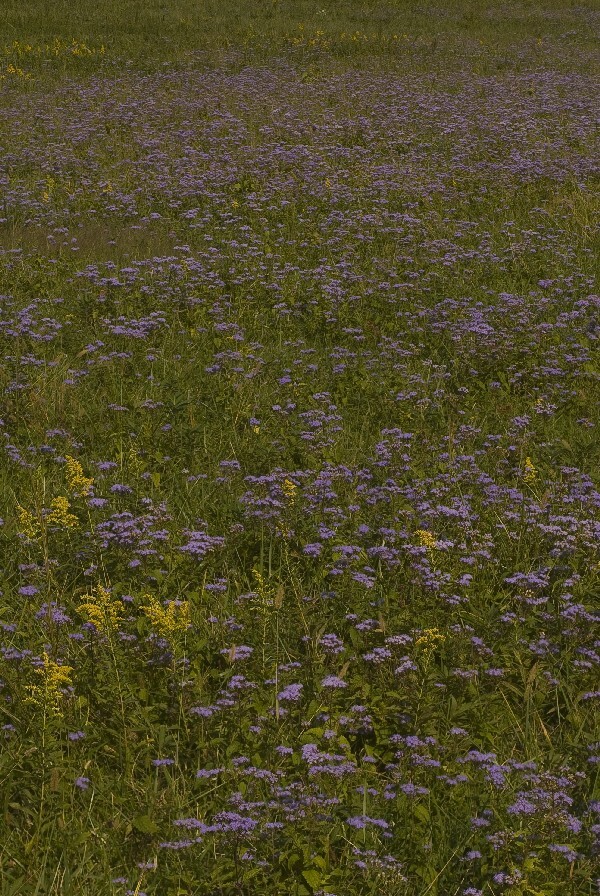 A field of purple flowers.