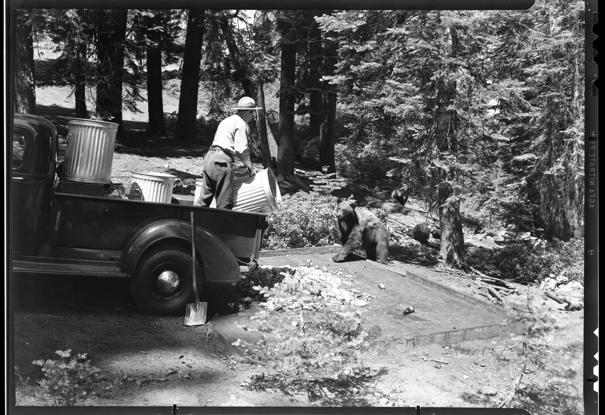 Ranger feeding bears at Gin Flat