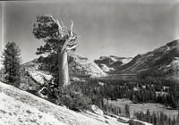 From west of lake with Sierra Juniper.