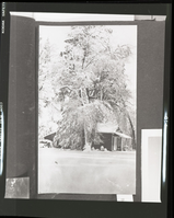 Guardian cabin in Yosemite Valley; Copied from the Wegner photo album.