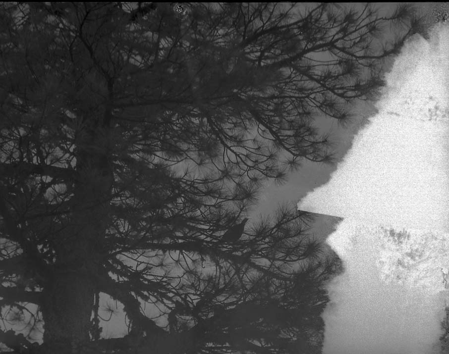 Sequioa National Park