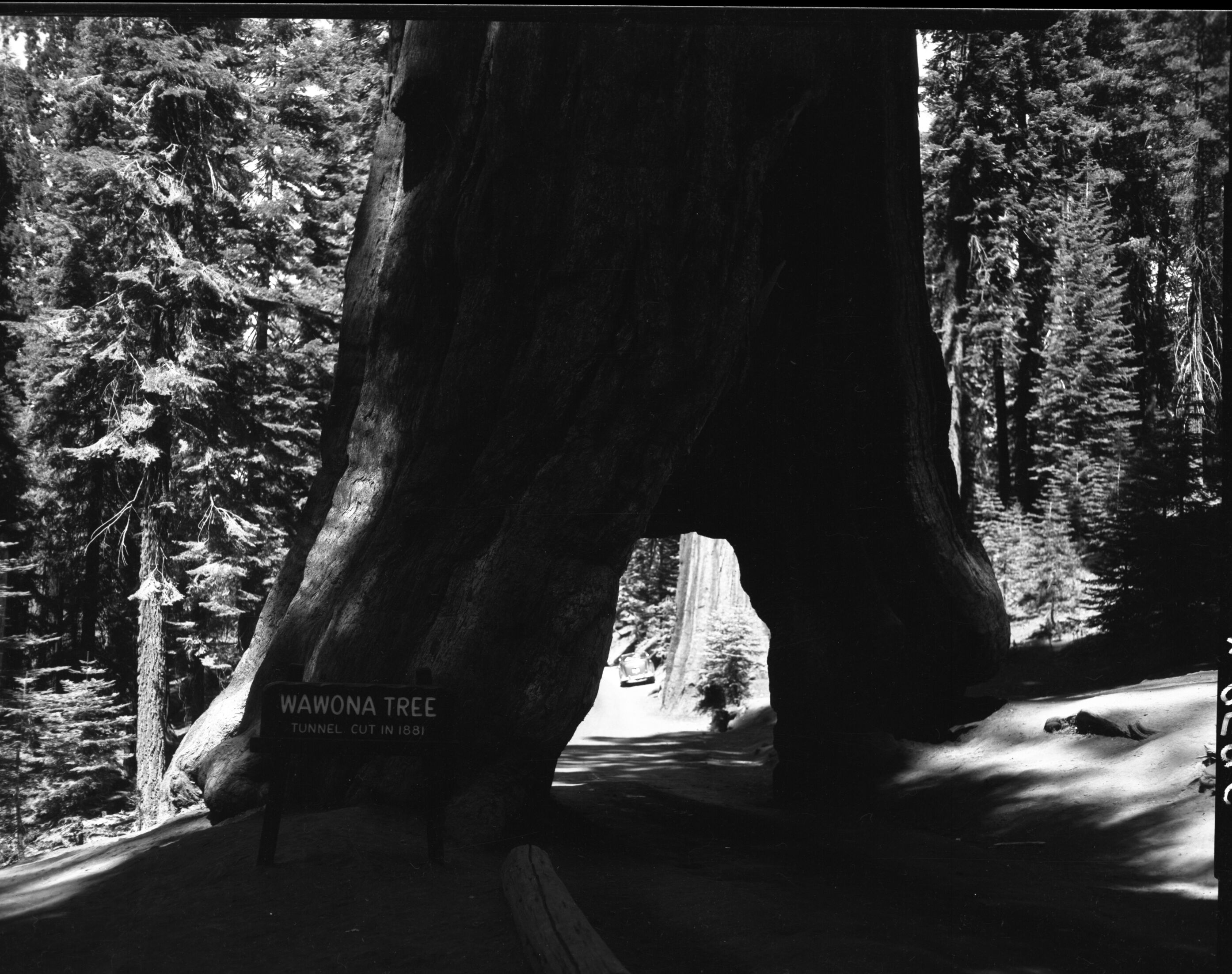 Wawona Tunnel Tree Erosion