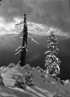Silvery Twilight, Wawona Point; 15", JF-T-8, to 11x15, 40cc; P.P.B.; Copy of a Glass Plate