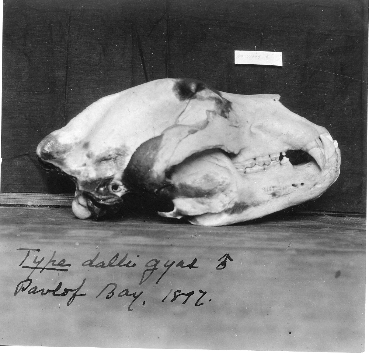 Skull