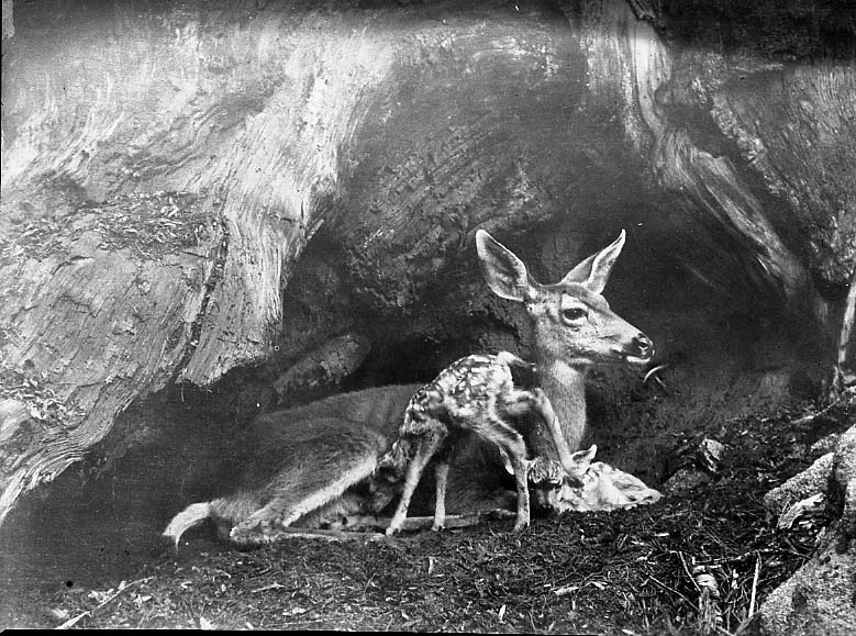 Sequoia National Park