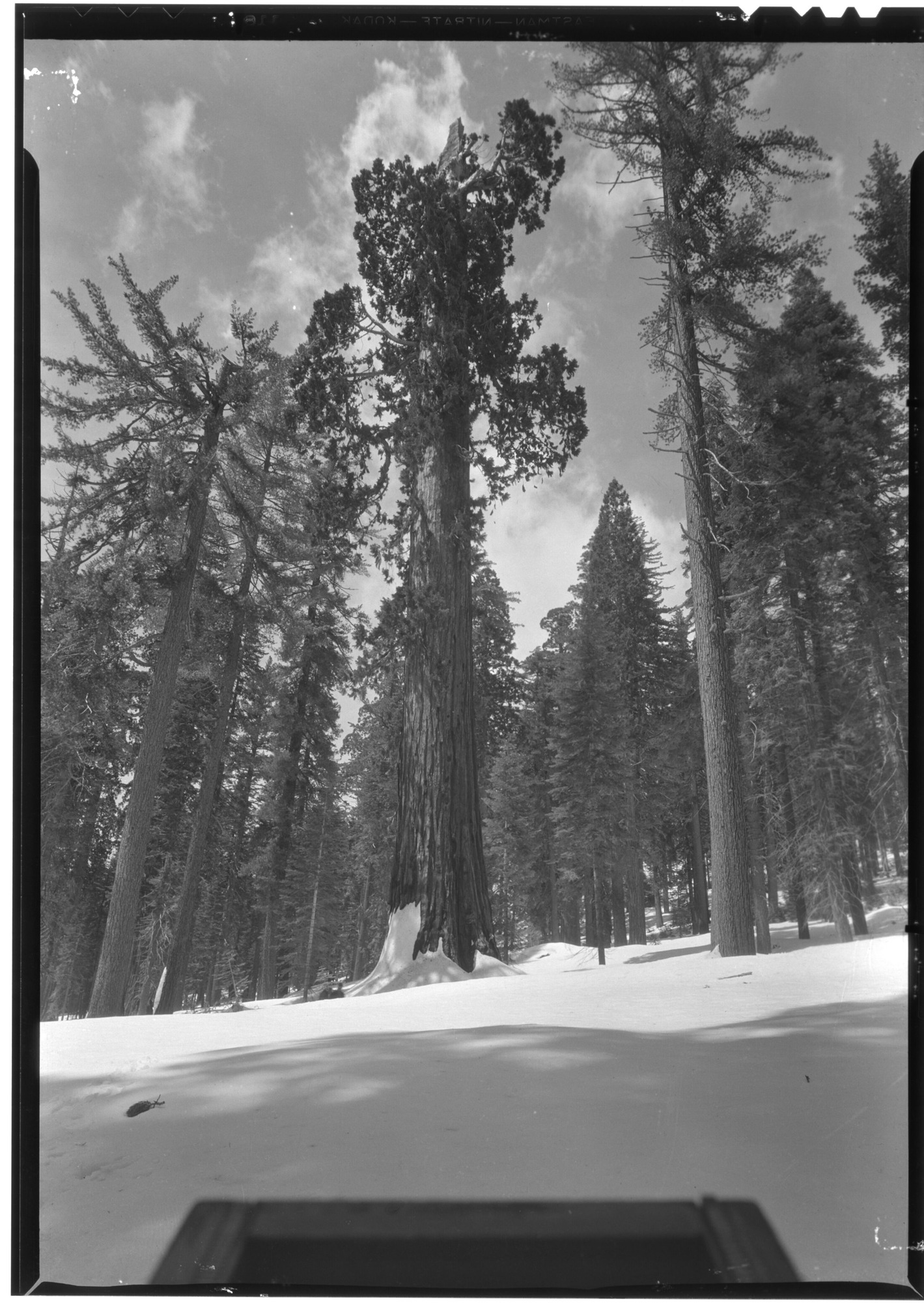 Wide angle view of American Legion Tree