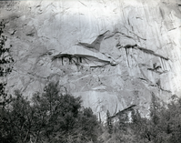 Pine tree on face of cliff. Valley Visitor Center Exhibit 10-8.
