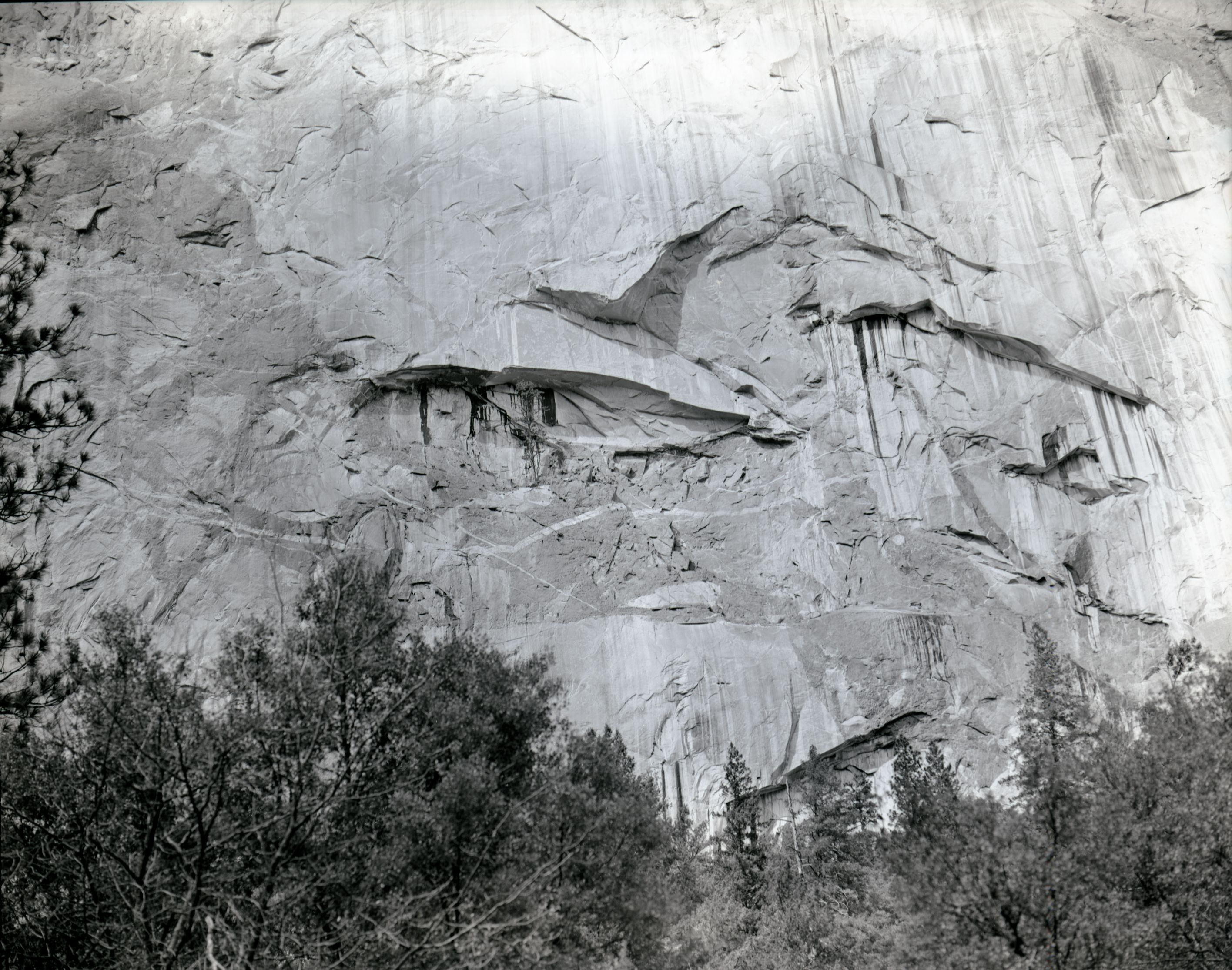 Pine tree on face of cliff. Valley Visitor Center Exhibit 10-8.