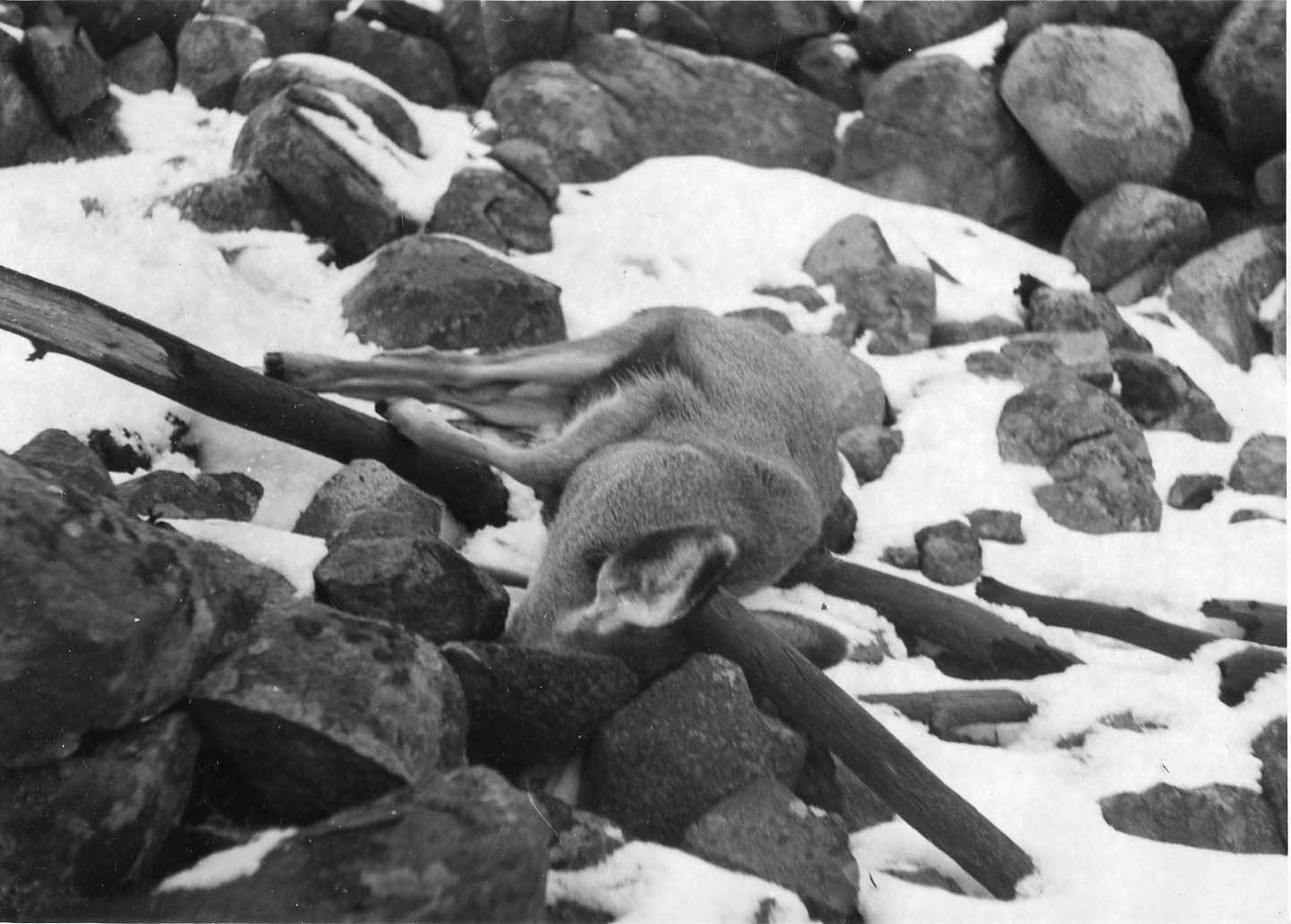 deer carcass on rocks