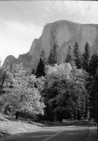 Half dome & oak tree in autumn.