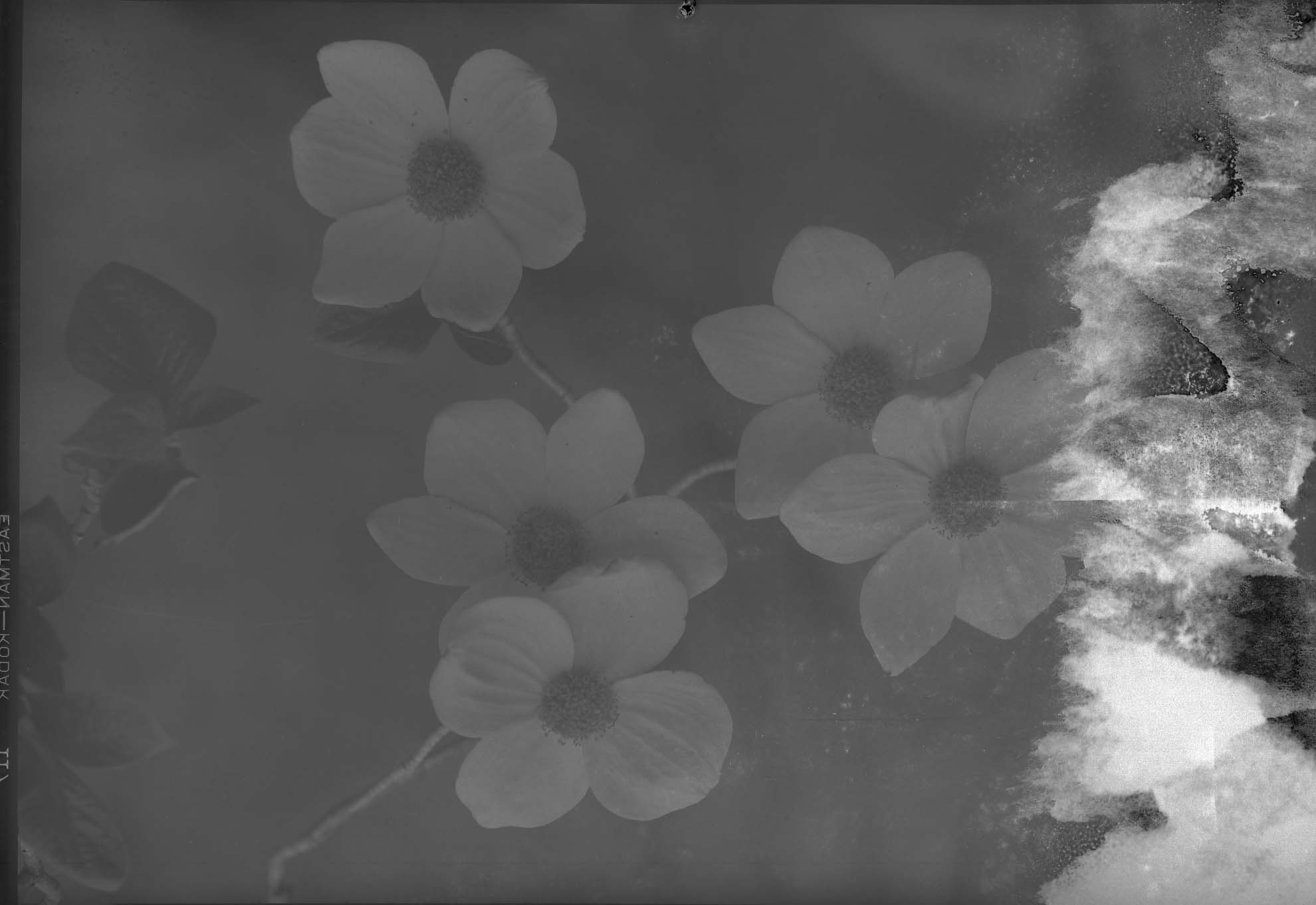 Sequioa National Park