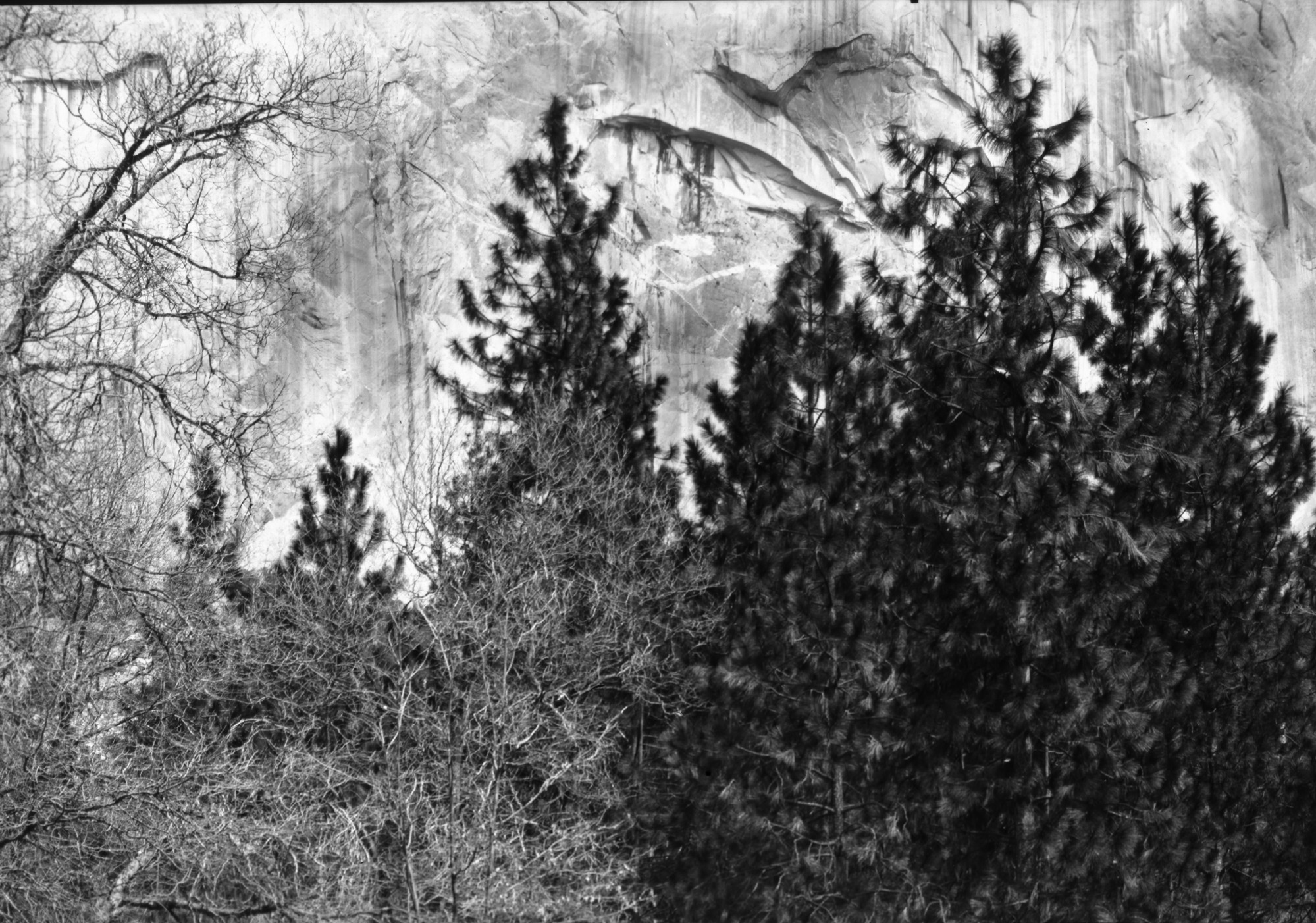 Pine tree on side of El Captain.