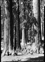 IVth Fighter Command. Lt. Wong in Mariposa Grove of Big Trees.