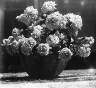 Floral arrangement by Mrs. Wm. (Etta Grace) Sell, Sr. in a Yokuts type basket. Copied from an original in YNP Collections.