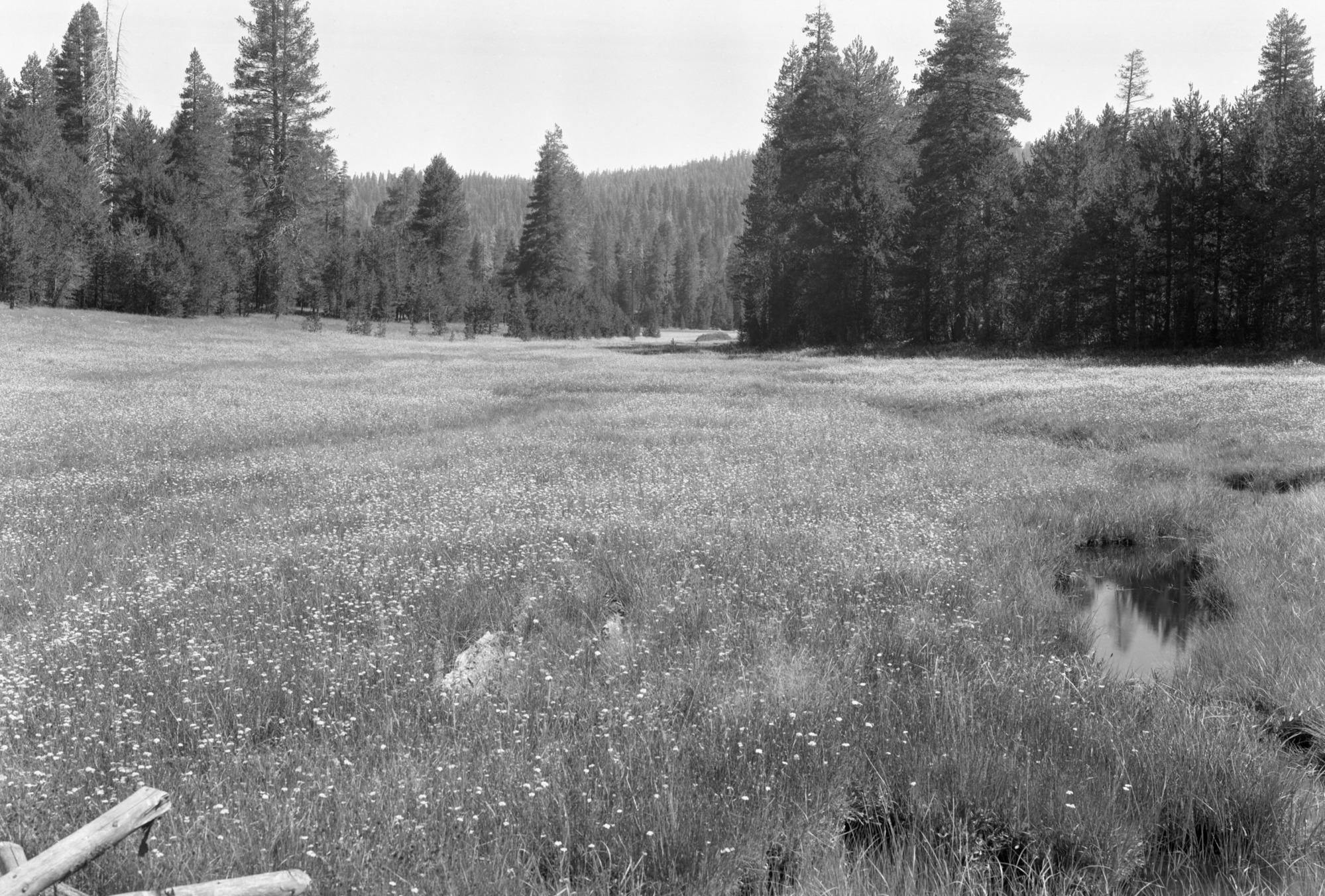 McGurk Meadows looking northeast from bridge.