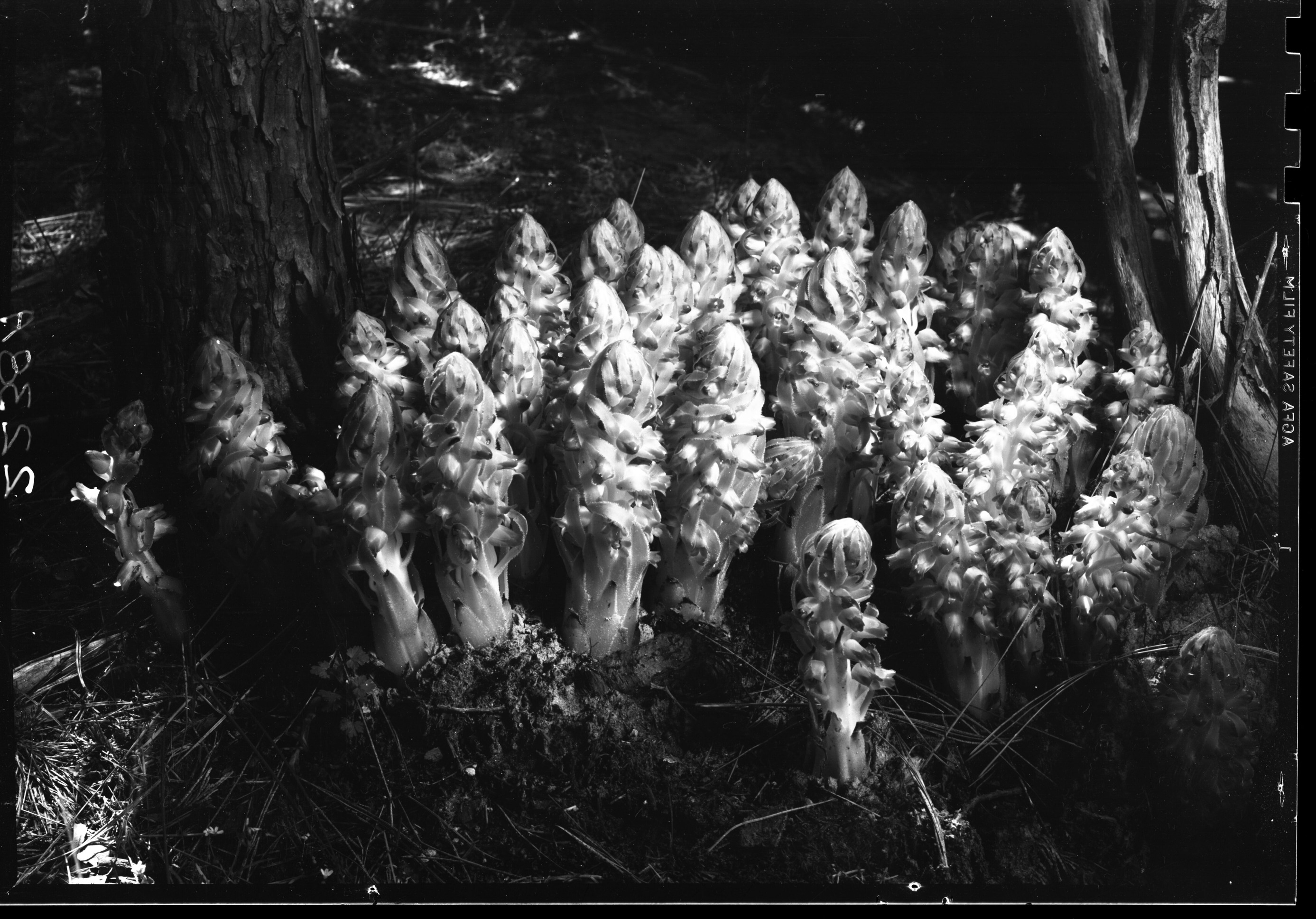Snow Plants at Meyer's Ranch