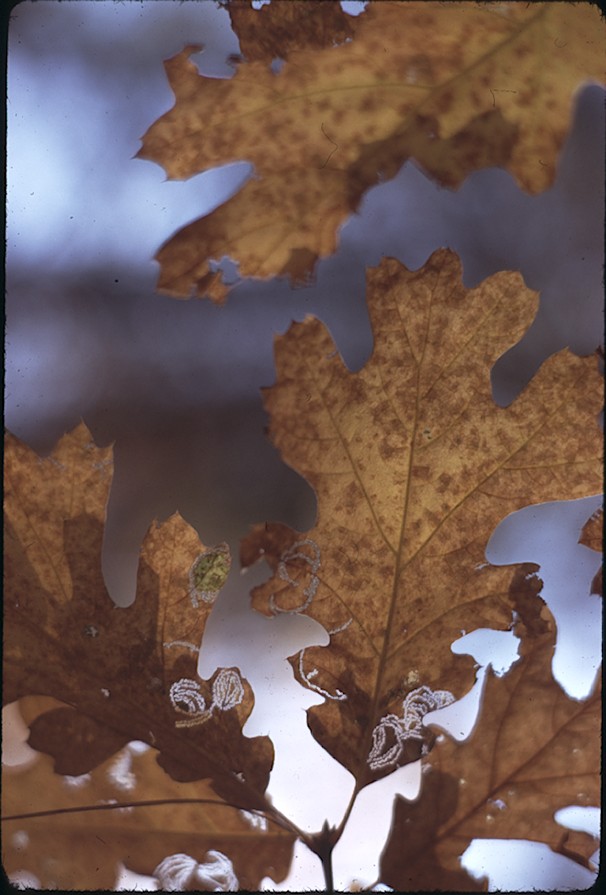 Broadleaf Oak leaves