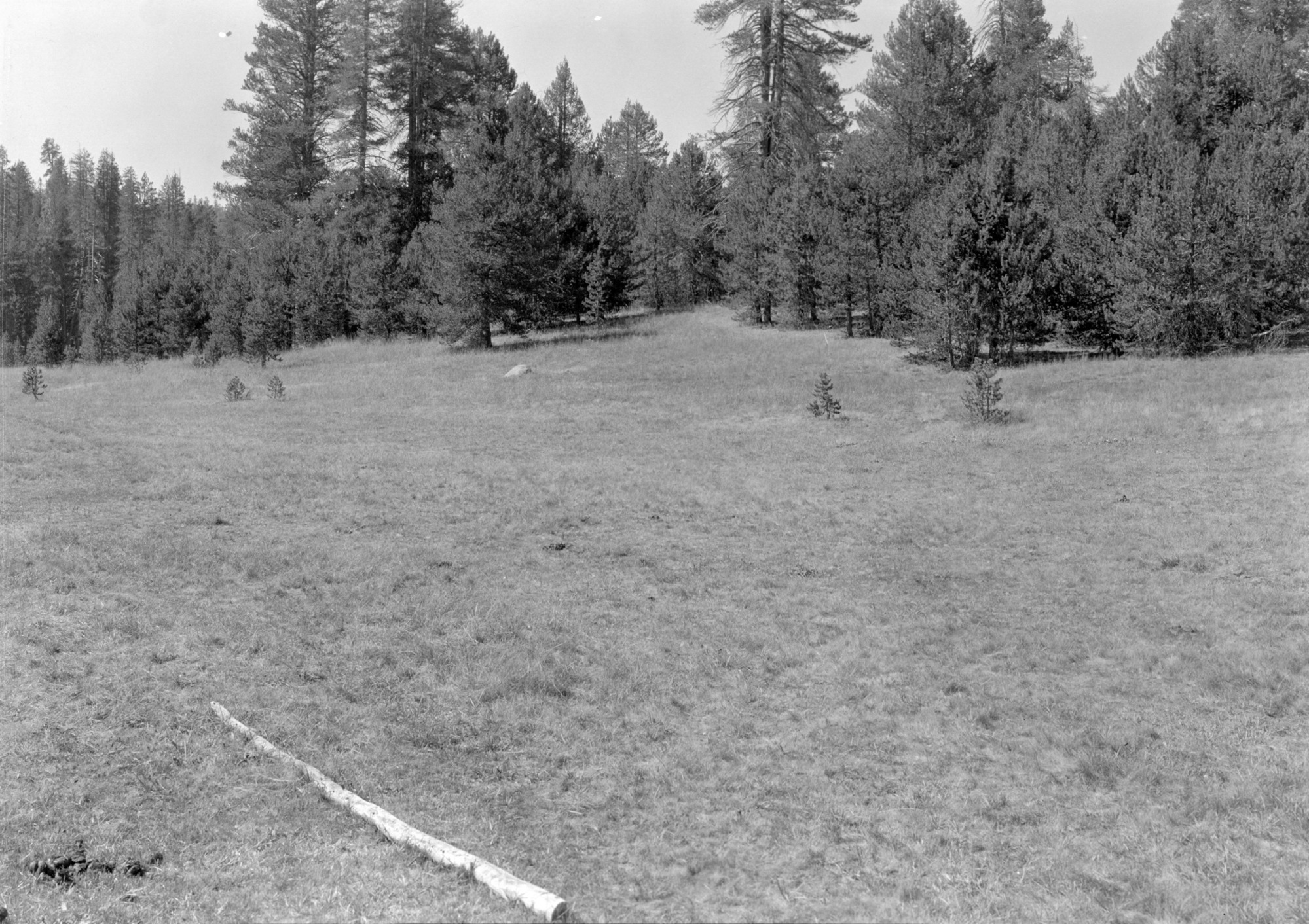 McGurk Meadow from bridge looking NW. Log in foreground is scarcely visible in the "Before grazing" picture taken some time ago.