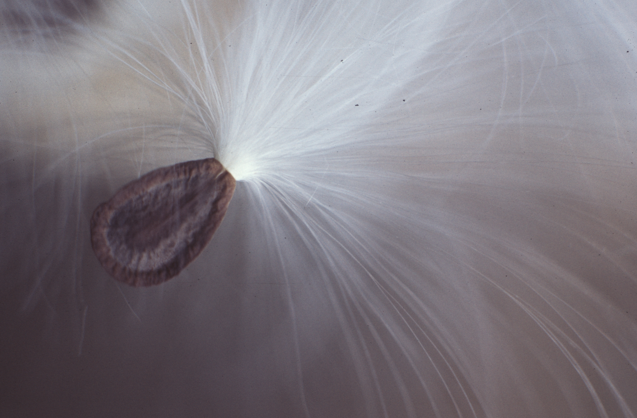 Milkweed seed
