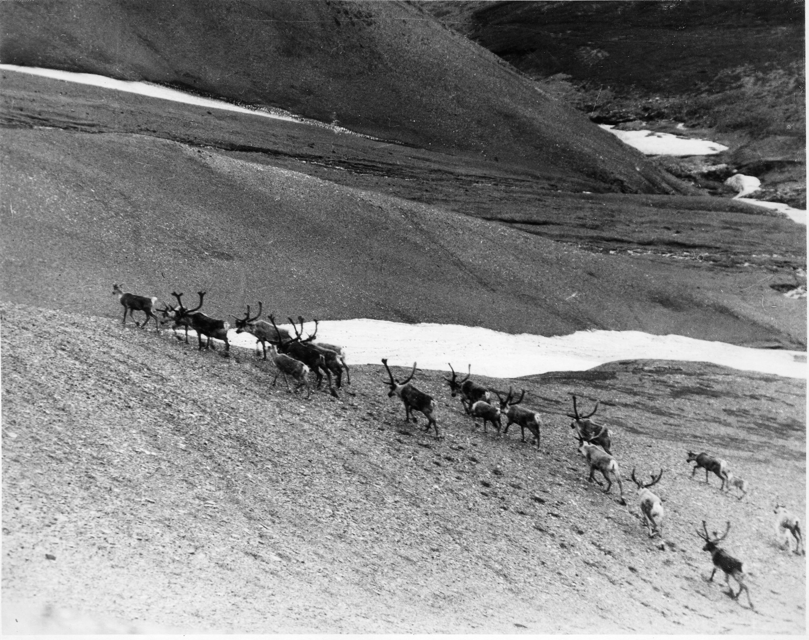 McKinley National Park