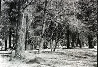 Site of old Ivy Cottage after removal.