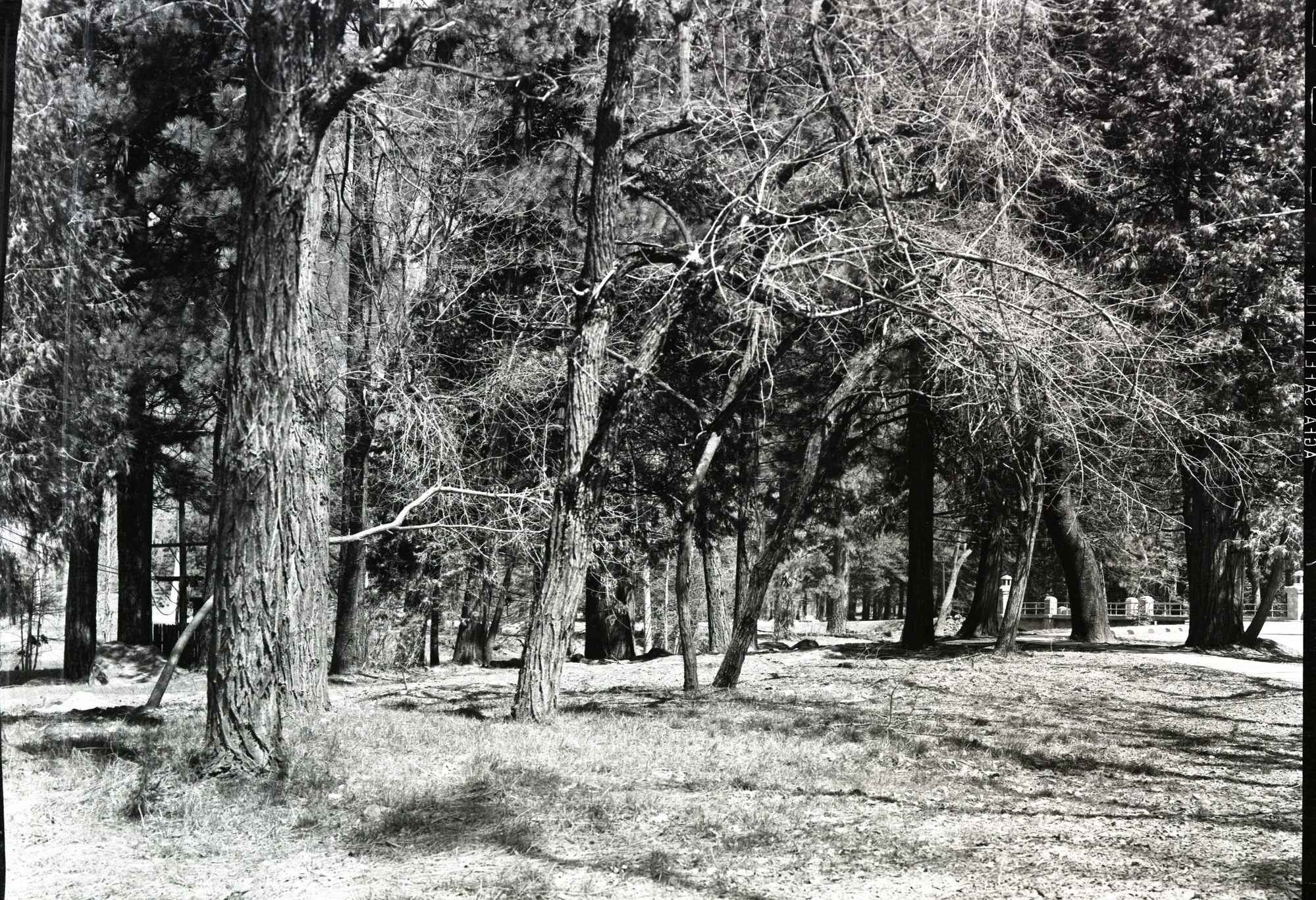 Site of old Ivy Cottage after removal.