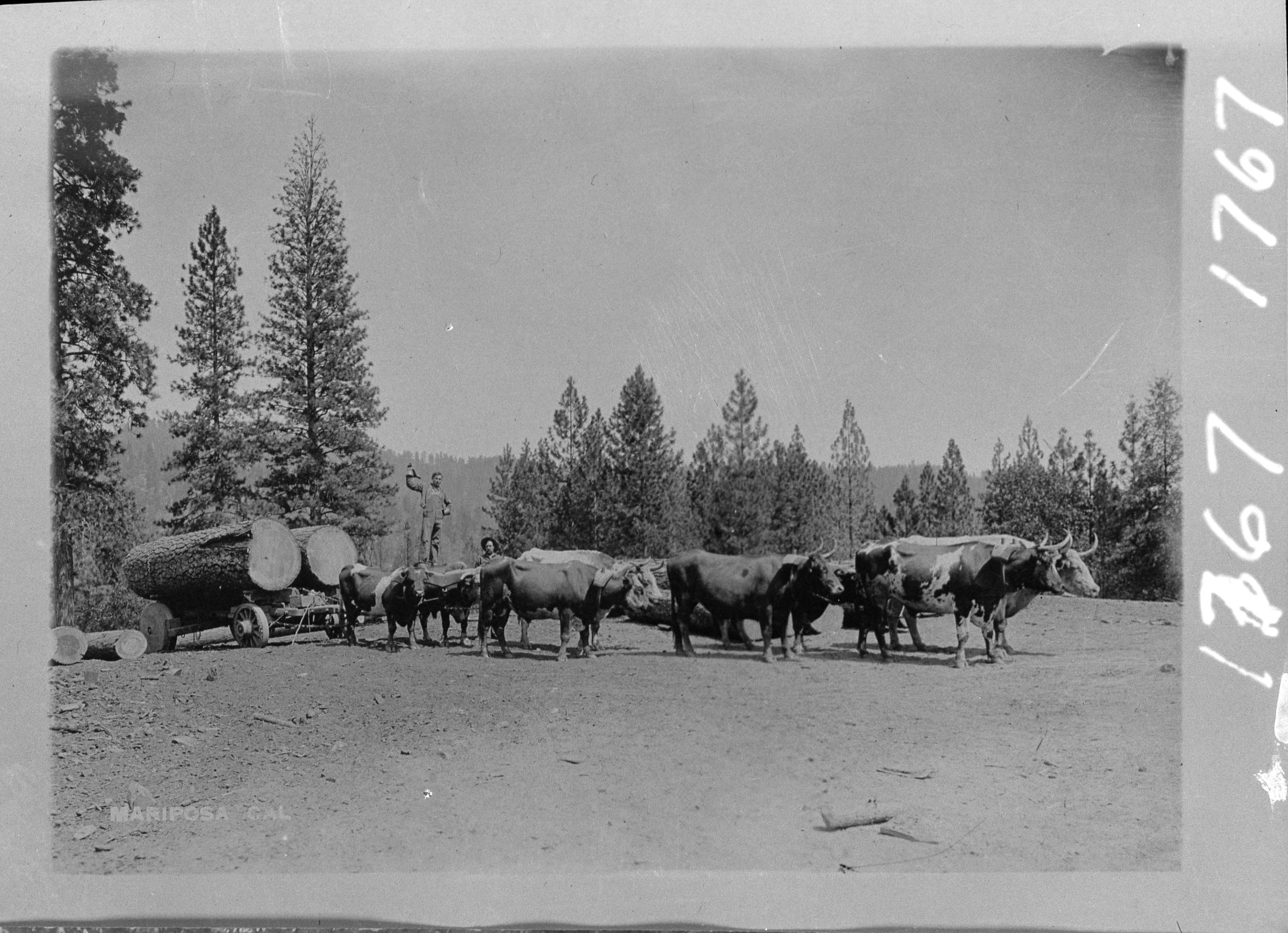 Ox team hauling logs.