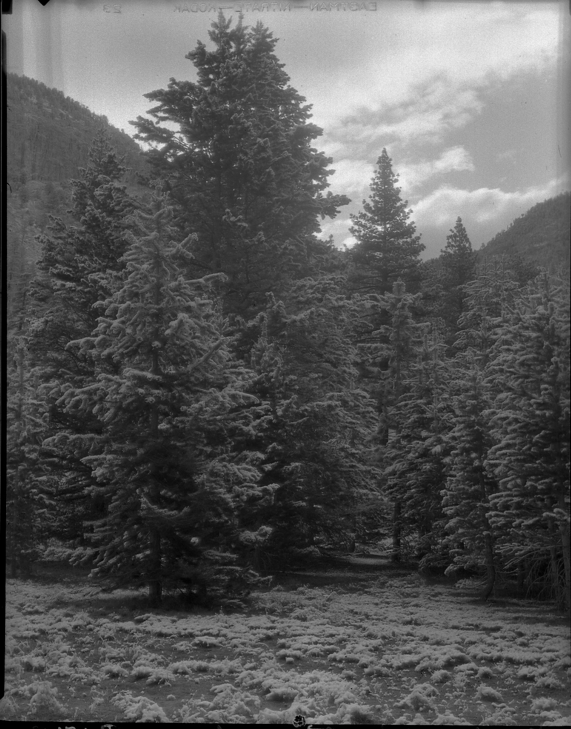 Sequoia National Park