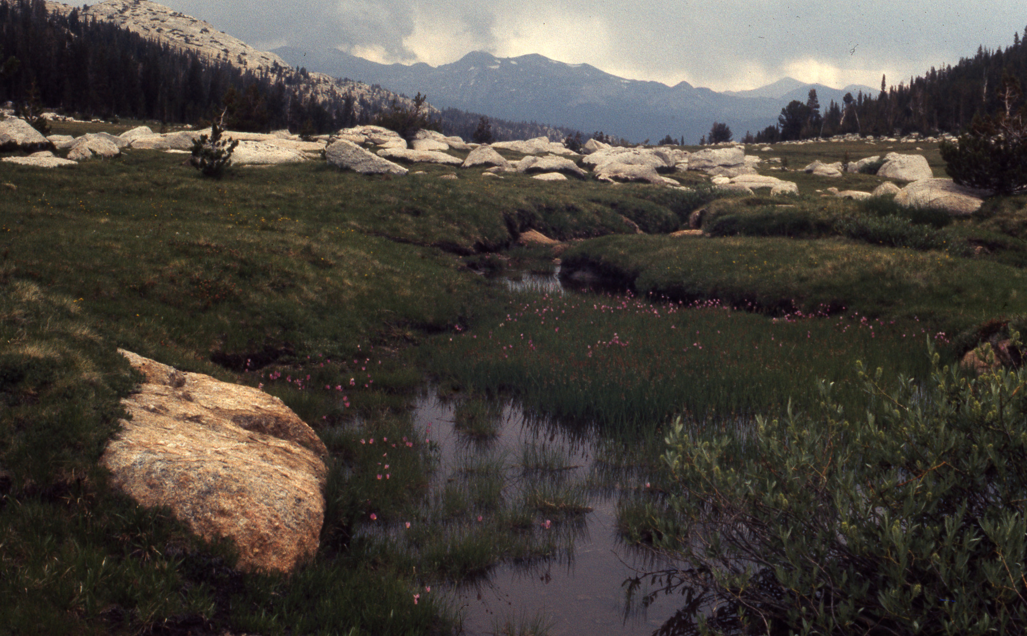 Tuolumne Meadows
