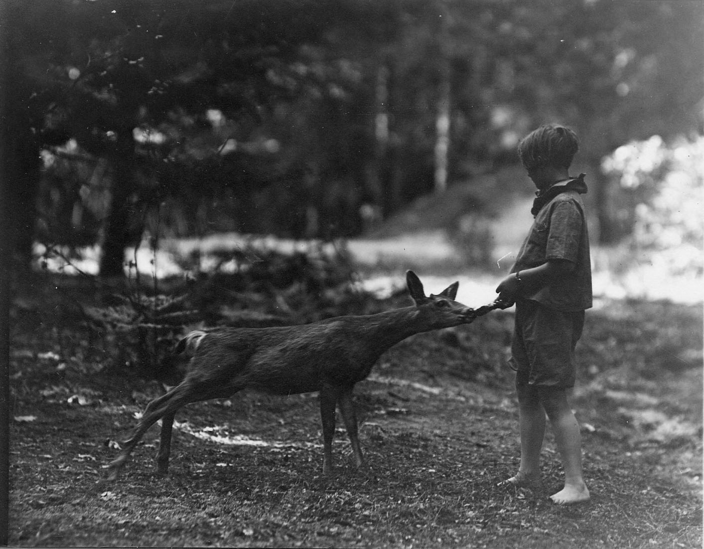 Boy Feeding Deer