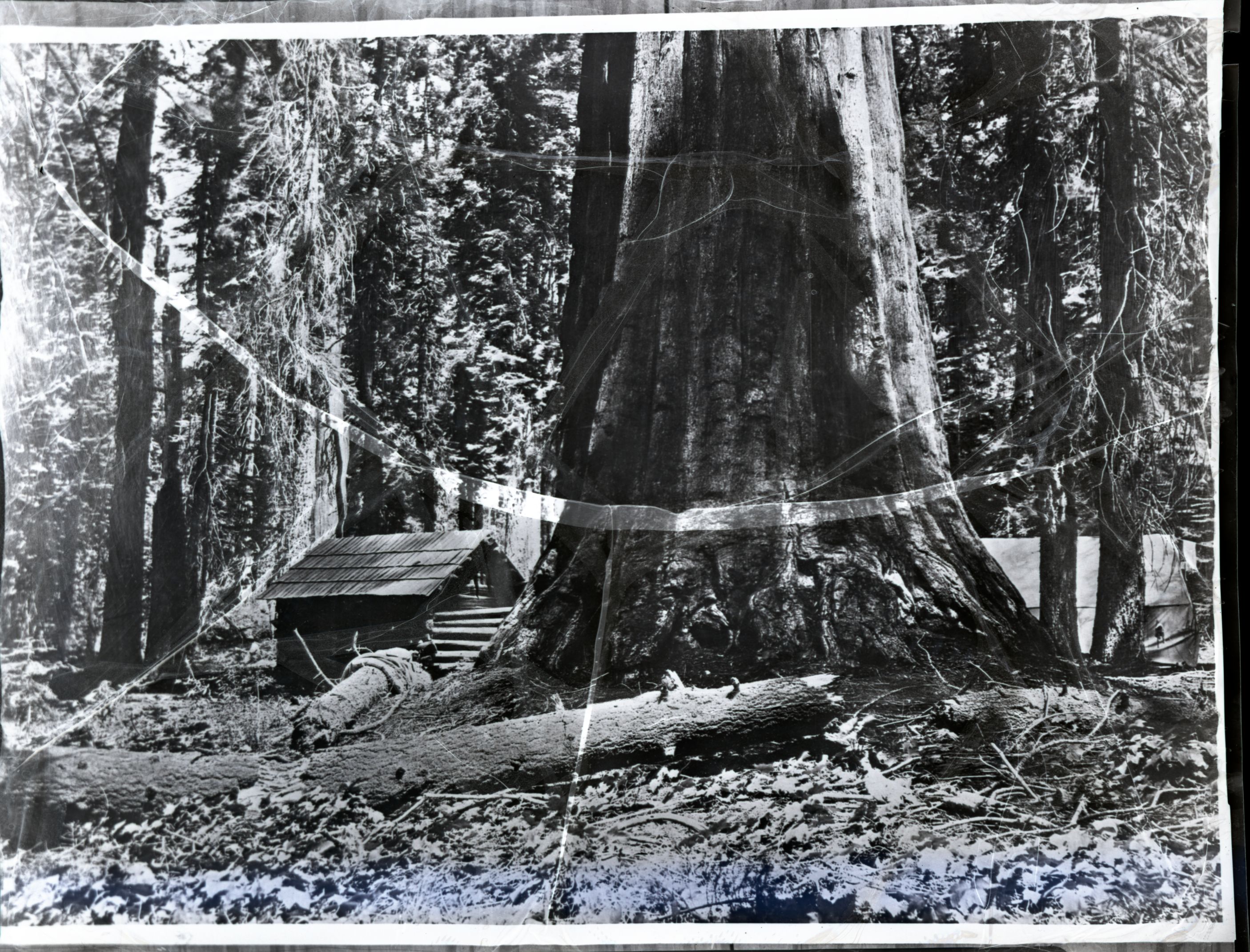 In Upper Mariposa Grove. copied by Richard J. Hartesveldt