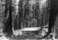 Mariposa Grove in the morning.