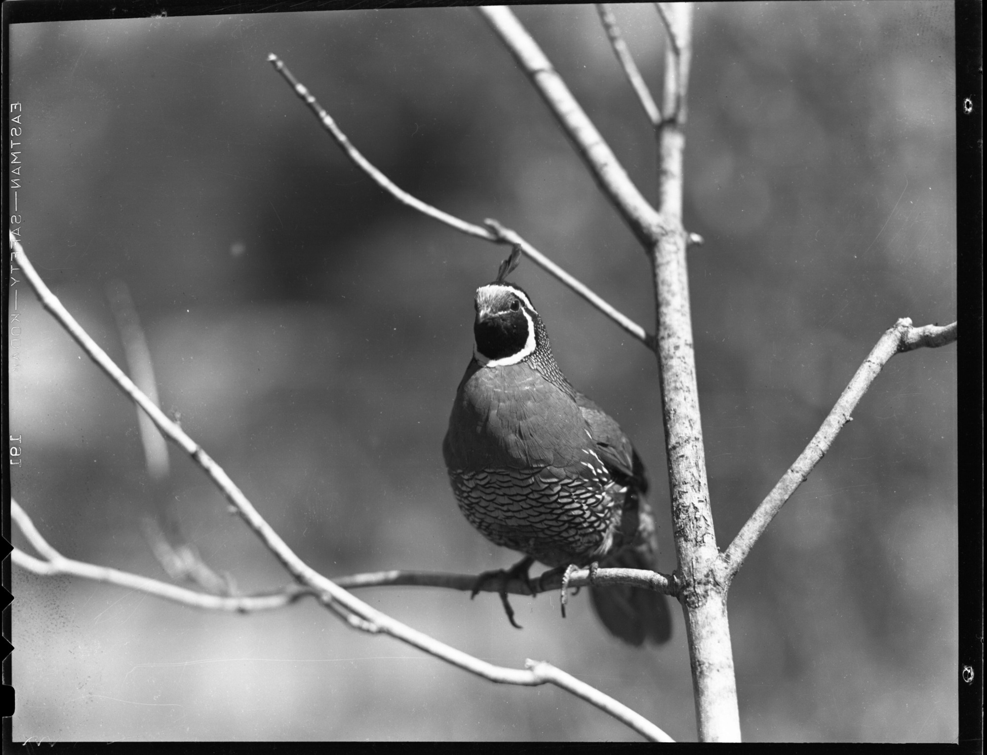 California Valley Quail