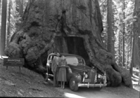 Their Royal Highnesses Crown Prince Frederick and Crown Princess Ingrid of Denmark. (Photo used by Assoc. Press)