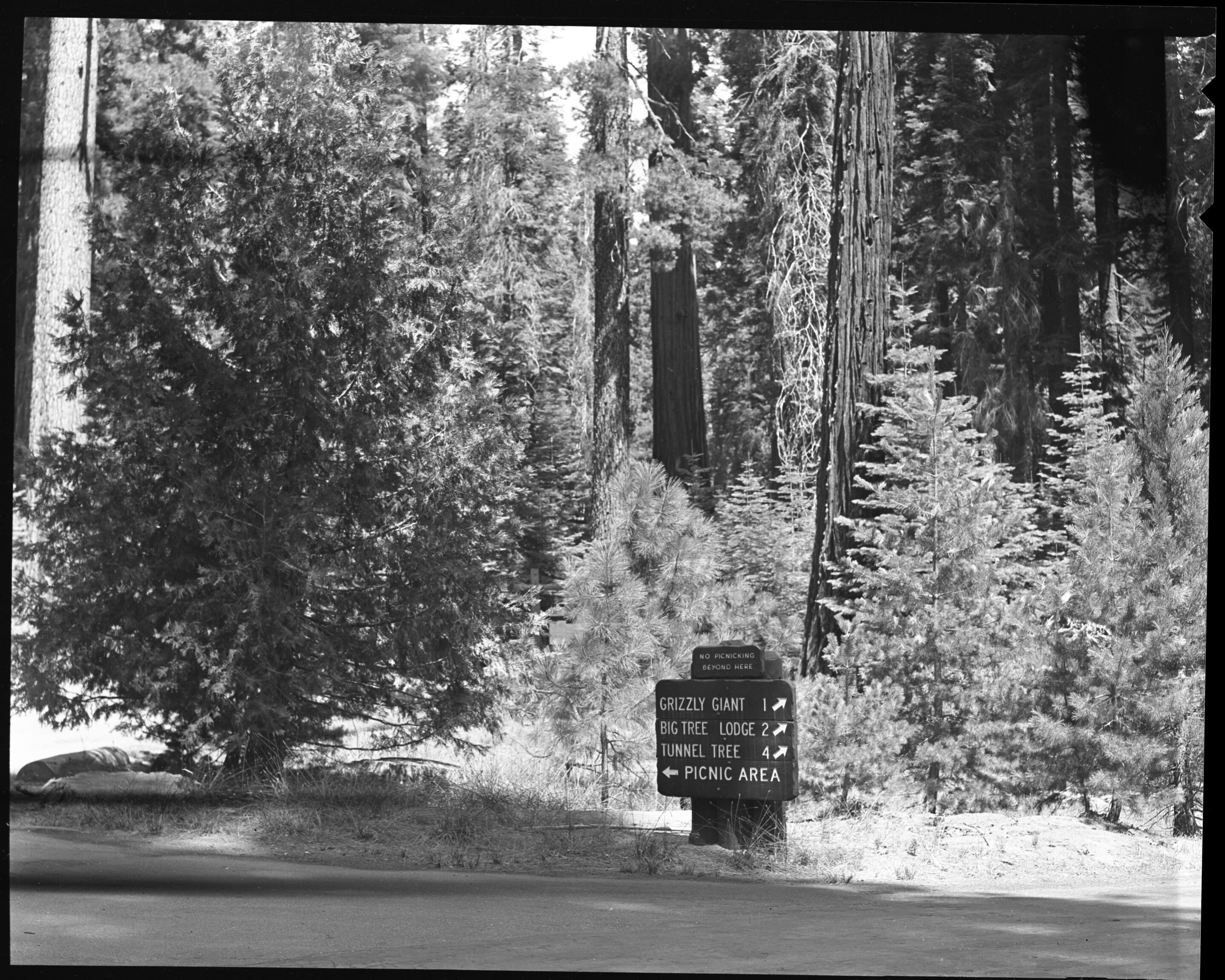 Vegetation in Mariposa Grove