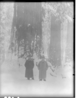 Dr. Hans Luther and aide in Big Trees.