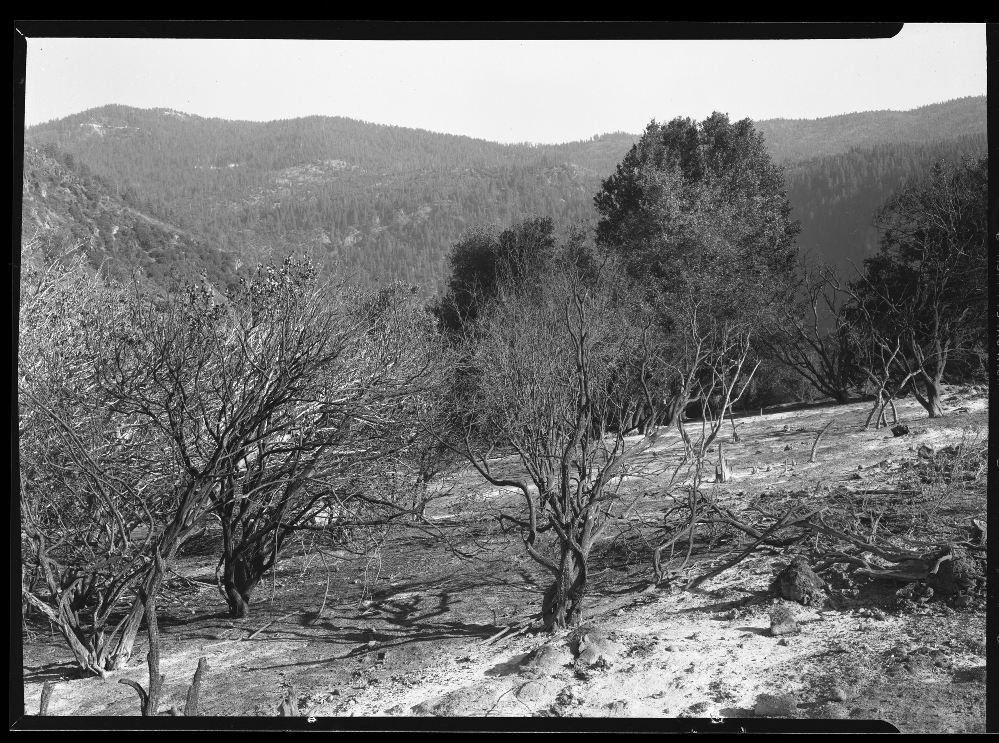 Burned out brush thickets near MaCauley Road
