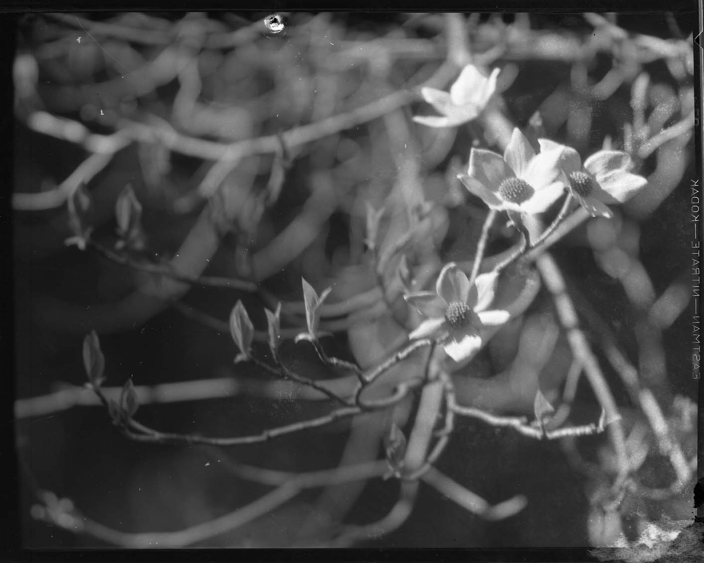 Sequioa National Park