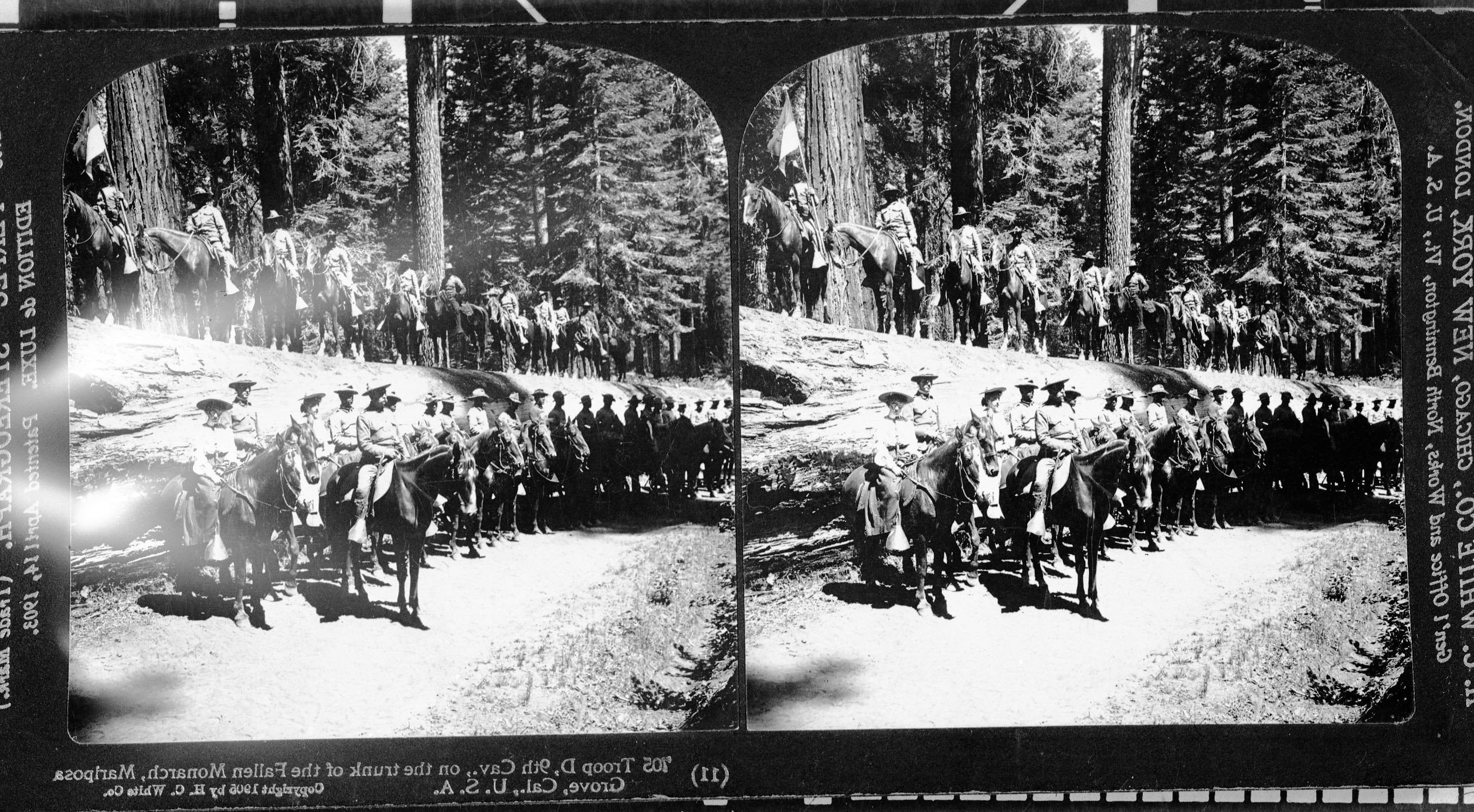 Copy Neg: Leroy Radanovich, February 2002. Stereoview. #705 "Troop D, 9th Cav., on the trunk of the Fallen Monarch, Mariposa Grove, Cal., USA" Copied courtesy of Dean Shenk. See also RL-19,829 and RL-13,563. [Buffalo Soldiers].