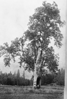 Copy Neg: April 2001, L. Radanovich. Large oak tree in Esham Valley (south of Grant Grove). Copied from the Frank Latta photo collection in the Yosemite Museum (Box 8, Oak-Giant file).