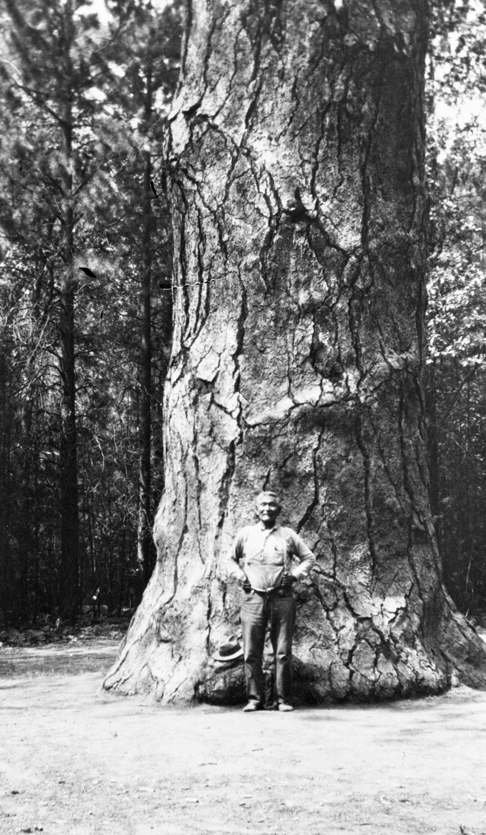 Bridgeport Tom, (Paiute) and his pine tree, Yosemite Valley near El Capitan. Tree fell Dec. 1951 (Aug. 1952 Yosemite Nature Notes)