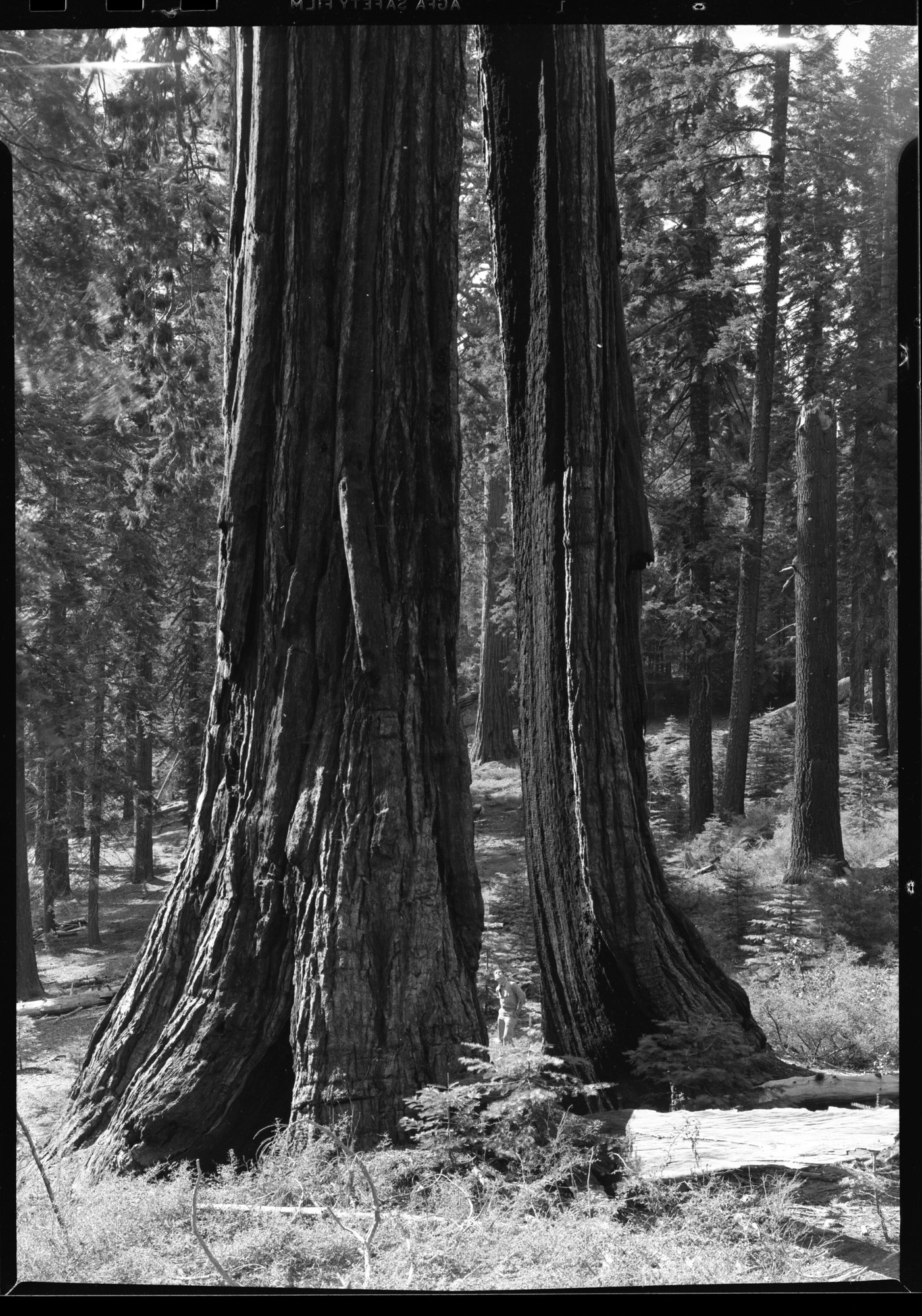 Looking through Clothespin Tree