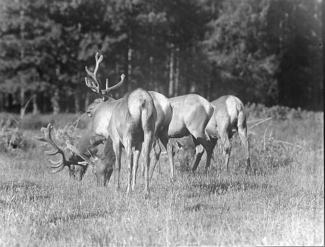 group of bucks