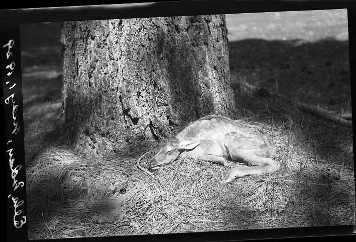 Yosemite National Park